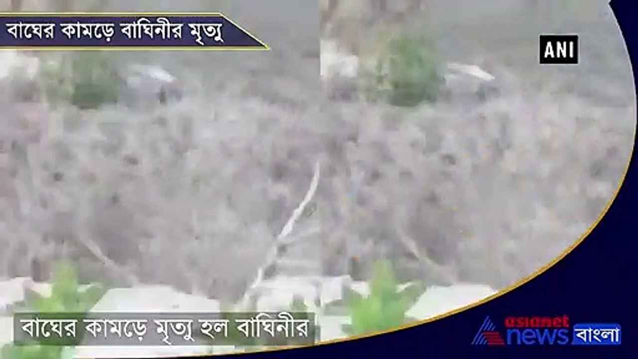 Tiger kills tigress