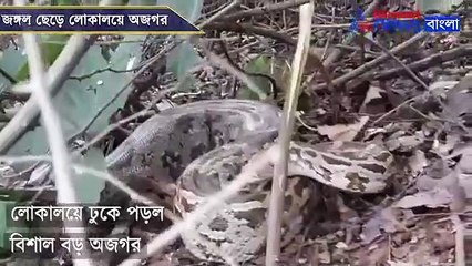 Python left the jungle and went to the locality