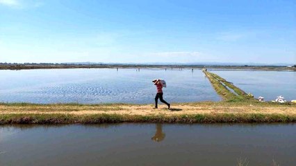 Türkiye'nin çeltik ambarında ekim zamanı