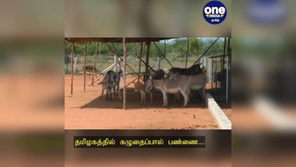 நெல்லை: தமிழகத்தில் முதன் முறையாக கழுதைப்பால் பண்ணை: அசத்தும் பட்டதாரி இளைஞர்!