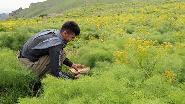 Doğada sadece 14 gün yetişen Heliz mantarının kilosu, 120 liradan satılıyor