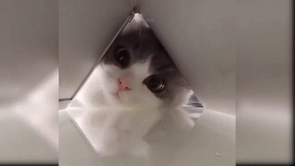 Baby Cats - Cute and Funny Cat Videos Compilation_ Aww Animals