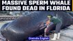 A massive sperm whale found dead off the coast of Florida, plastic found in stomach | OneIndia News