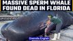 A massive sperm whale found dead off the coast of Florida, plastic found in stomach | OneIndia News