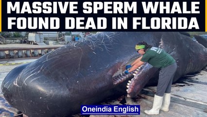 A massive sperm whale found dead off the coast of Florida, plastic found in stomach | OneIndia News