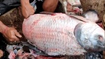 Giant Catla Fish Cutting By Expert Fish Cutter | Fish Cutting Skills By Hand