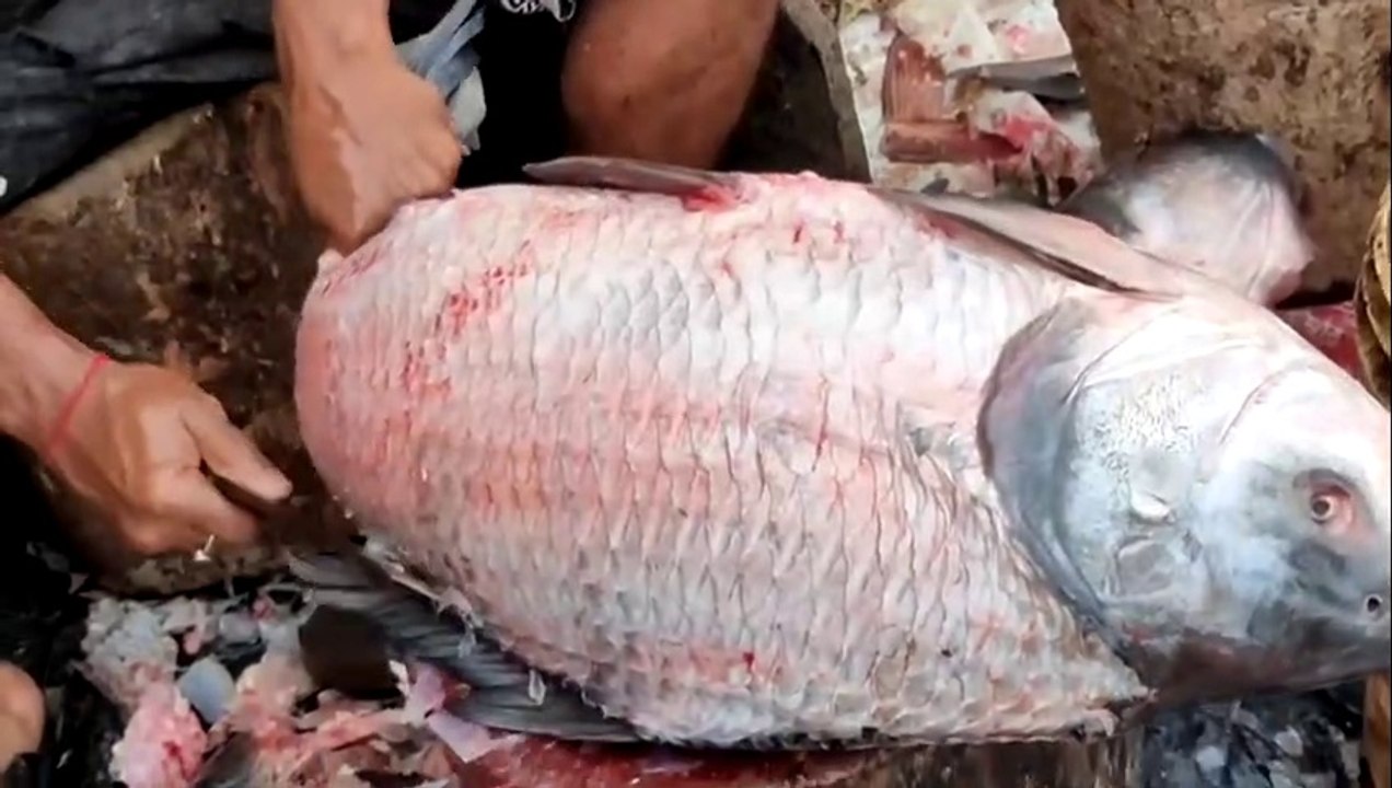 Giant Catla Fish Cutting By Expert Fish Cutter | Fish Cutting Skills By Hand