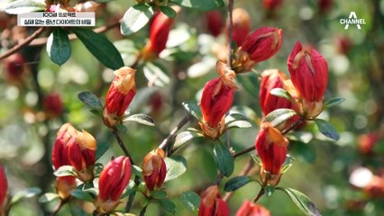 다이어트한다고 굶는 습관이 오히려 더욱 비만을 불러온다?! 절식과 단식은 비만의 원인