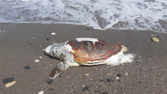 Ölü caretta caretta sahile vurdu