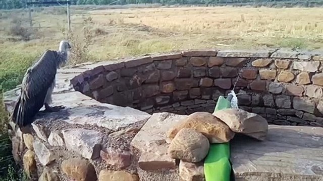 सुबह आठ बजे से 24 घंटे तक होगी वन्यजीव गणना