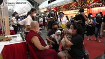 بدون تعليق: معبد سنغافورة يقدم البركات للحيوانات الأليفة خلال مهرجان بوذي