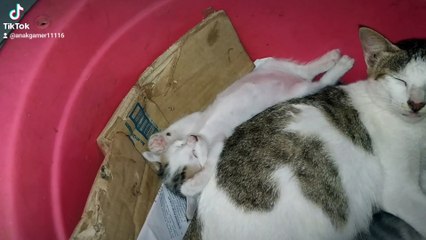 Kucing ku yang lucu