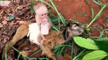 Baby monkey is very scared when goat leaves