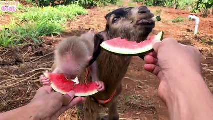 Baby monkey loves this goat so much