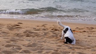 Dogs funny playing video in beach