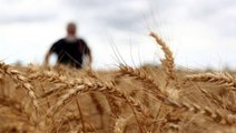 Türkiye'nin Hindistan'dan buğday ithal etmeye başladığı iddialarına Bakanlıktan yalanlama