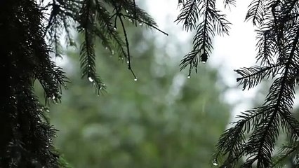 Relaxing Sound of Rain and Wind in Forest 1 Hour _ Rain Drops Falling From Trees with Wind