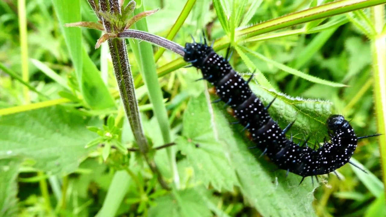 la chenille du paon du jour