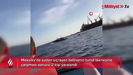Meksika’da sudan sıçrayan balina tekneye çarptı: 2 yaralı