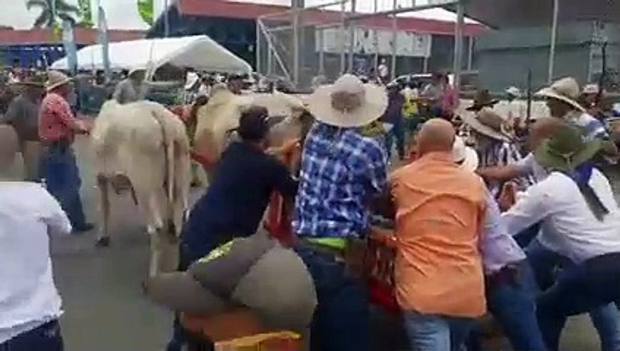 ext-buey-se-descontrola-en-desfile-150522
