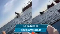 Ballena salta fuera del agua y cae sobre yate; deja 4 heridos en Sinaloa