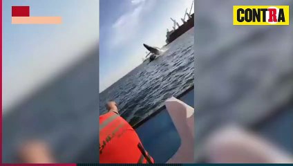 Ballena saltó sobre embarcación en Topolobampo; cuatro personas heridas