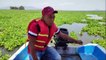 Lirio acuático invade laguna de Zumpango; pobladores piden ayuda para quitarlo