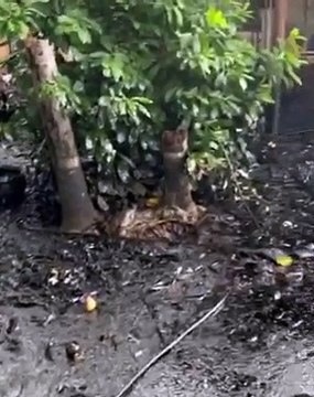 Lluvias en el Zulia provocaron derrames de petróleo en la Costa Oriental del Lago