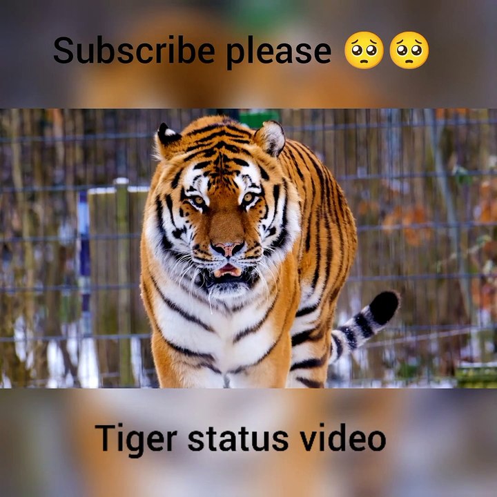 Tiger animals attitude video