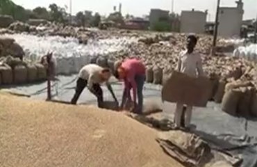 ਪੰਜਾਬ ਸਰਕਾਰ ਦਾ ਐਲਾਨ; Punjab 'ਚ 31 ਮਈ ਤਕ ਜਾਰੀ ਰਹੇਗੀ ਕਣਕ ਦੀ ਖਰੀਦ