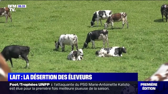 Désertion des éleveurs: la filière du lait en difficulté