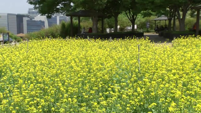 [날씨] 내일 다시 초여름 더위, 강한 자외선...대기 건조 / YTN