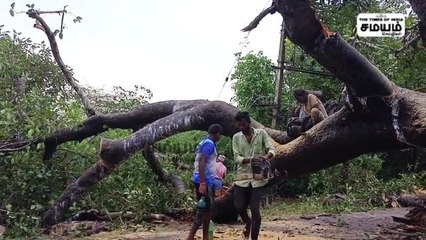 விழுப்புரத்தில் கனமழை; பழமையான ஆலமரம் சாய்ந்தது; முக்கிய அப்டேட்!