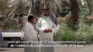 Roi de la table en Irak, le riz ambre menacé par la sécheresse