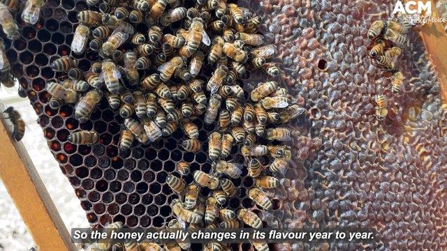 Parliament House beekeeper gives a tour of the apiary - World Bee Day 2022 | May 16, 2022 | Canberra Times