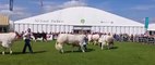 Assembling for the cattle parade at Balmoral Show 2022