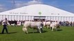 Assembling for the cattle parade at Balmoral Show 2022
