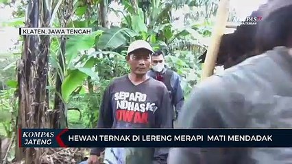 Download Video: Hewan Ternak di Lereng Merapi Mati Mendadak