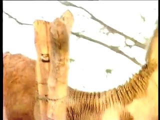 Odd one out_ Camel among buffaloes in Gujarat