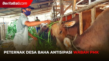 Peternak Desa Baha Antisipasi Wabah PMK