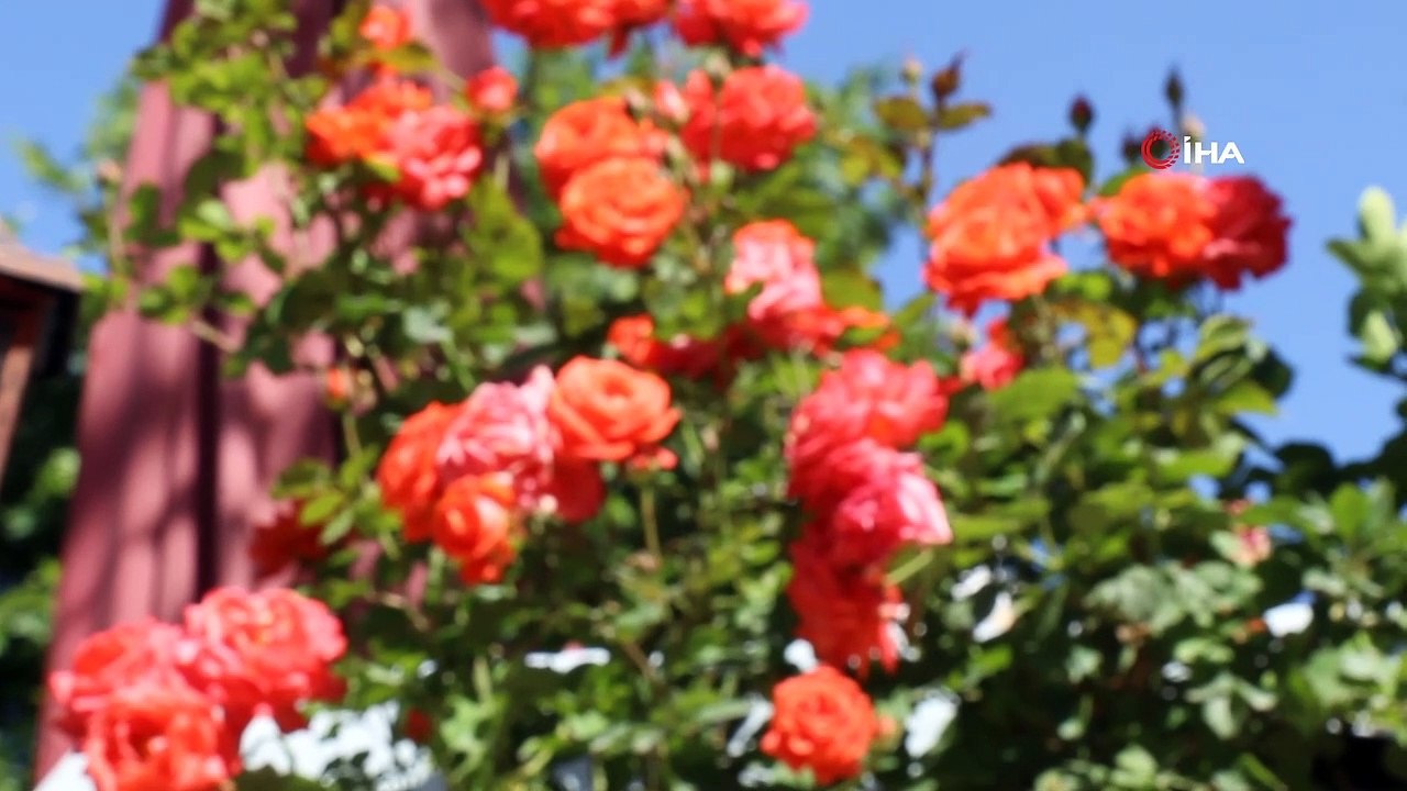 Türkiye’deki bu bölgeler daha yatkın! Şikayetler arttı uzmanlar uyardı Kendinizi maskeyle koruyun