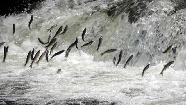 İNCİ KEFALİ GÖÇÜNÜN YAŞANDIĞI ÇAY, DÜĞÜN FOTOĞRAFI ÇEKİM ALANI OLDU