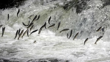 İNCİ KEFALİ GÖÇÜNÜN YAŞANDIĞI ÇAY, DÜĞÜN FOTOĞRAFI ÇEKİM ALANI OLDU