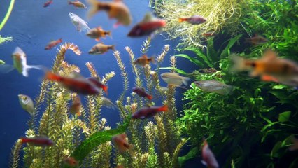 Underwater Animals, Deep Relaxing Music, Sleeping Music, Meditation Music