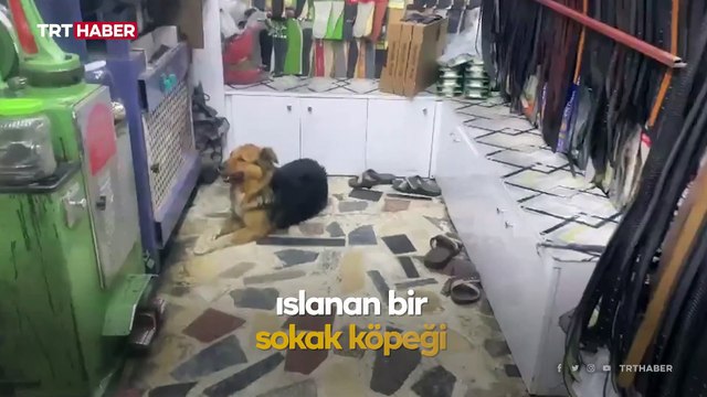 Yağmurda ıslanan ve üşüyen köpeği fön makinesiyle kuruttu
