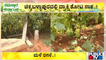 Grape Crop Destroyed Due To Heavy Rain In Chikkaballapur | Public TV