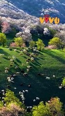 Mãn nhãn cảnh hoa mai mơ nở rực trên thung lũng đẹp tựa như tranh ở Tân Cương