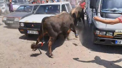 Download Video: Boğalar arenaya sığmadı, park halindeki bazı araçlar zarar gördü