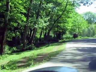 Thoiry 2022-Safari Bisons