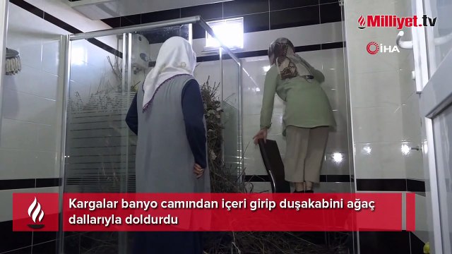 Kargalar banyo camından içeri girip duşakabini ağaç dallarıyla doldurdu